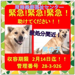 緊急です！保健所で待ってます！