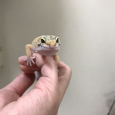 ハンドリングのときに♥️