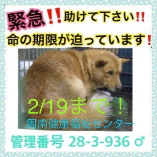 命の期限が目前！保健所で待ってます！