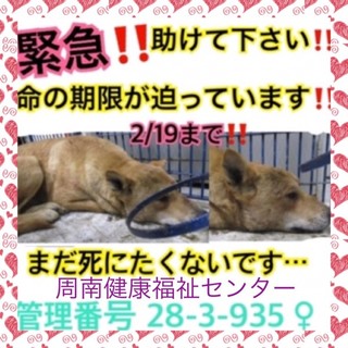 命の期限が目前！保健所で待ってます！