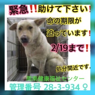 命の期限が目前！保健所で待ってます！