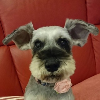 とても甘えたで、物静かな女の子♪