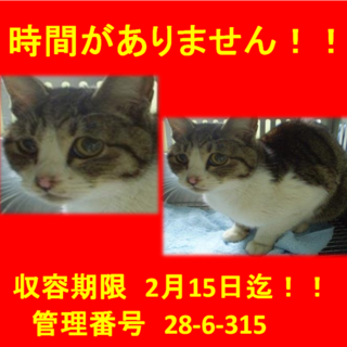 里親決定！！お迎えありがとうございました(^^♪