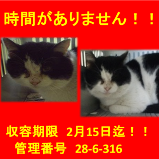 里親決定！！素敵な家族に出会えました(^^♪