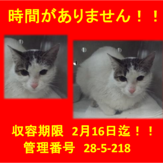 里親決定！！お迎えありがとうございました(^^♪