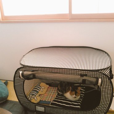 猫テントに御入居