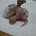 セキセイインコの雛