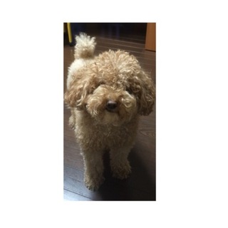 トイプードル男の子 近畿で里親募集