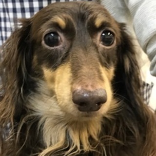 ダックスチョコタンの女の子です