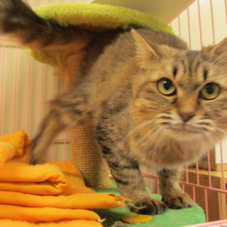 センター収容のゴロスリの女の子