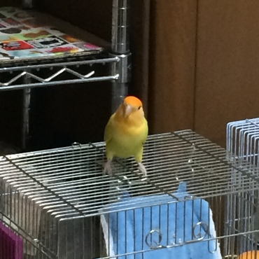 サクラが飛びそう