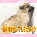 【緊急】子犬くんたちを助けてください！
