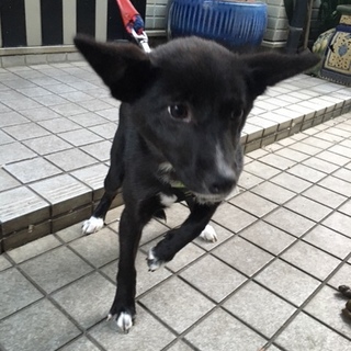 子犬らしさ満載な”ほぼ”真っ黒女子