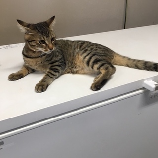 里親さんが決まりました。ありがとうございました