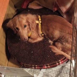 飼い主に捨てられたダックスのサニー君