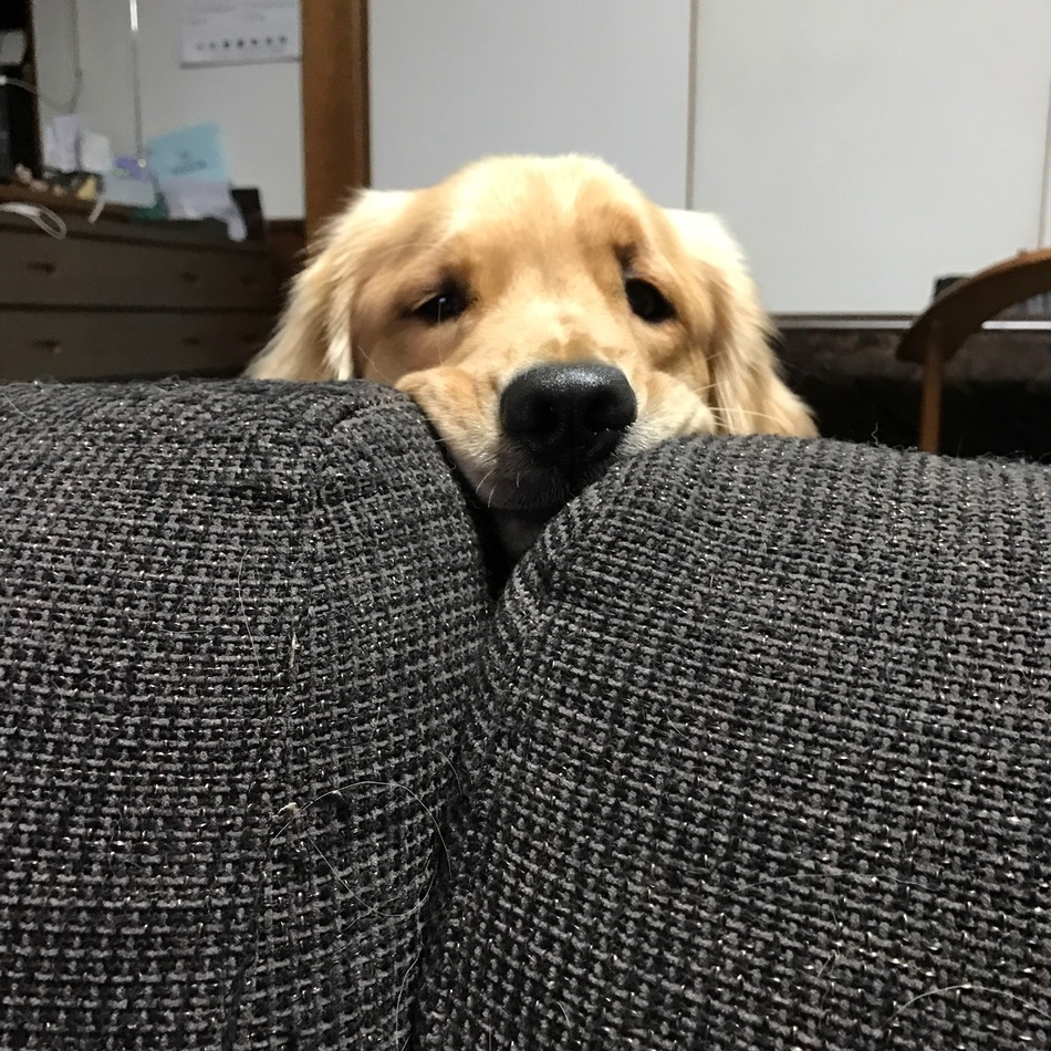 のんちゃんのカバー写真