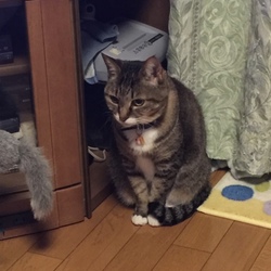 先住猫の嫉妬２