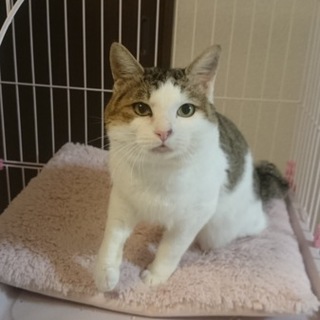 保護猫　里親募集　いい子です