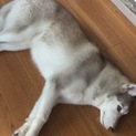 急募     シベリアンハスキー