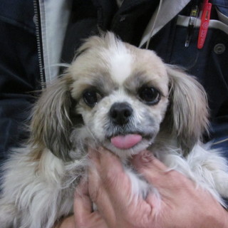 シーズーの女の子です！