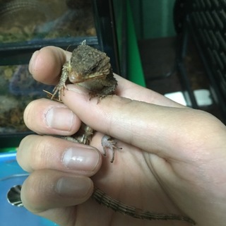 トロピクスヨロイトカゲ 里親募集