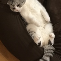 天才!にゃん丸ボン