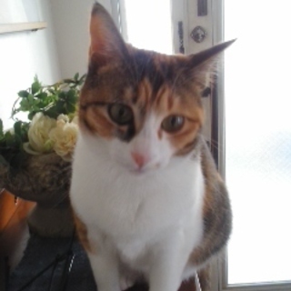 三毛猫９ヶ月の家族募集