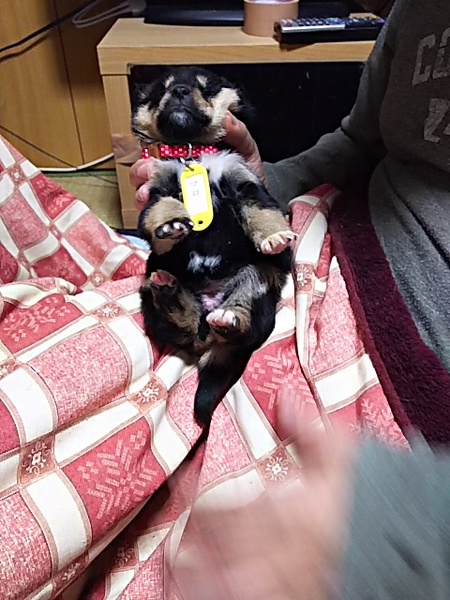 保健所救出犬 マロ眉がキ 兵庫県 犬の里親募集 ペットのおうち 月間利用者150万人