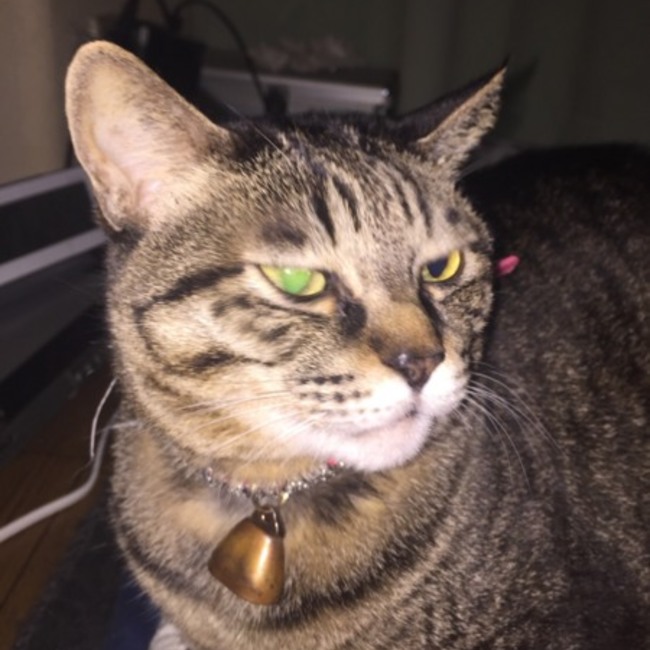 てときちのカバー写真