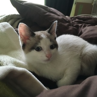 子猫（ラグドール色の雑種）里親再募集中