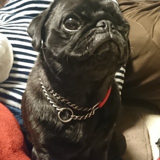 応募多数の為、一時締め切ります。