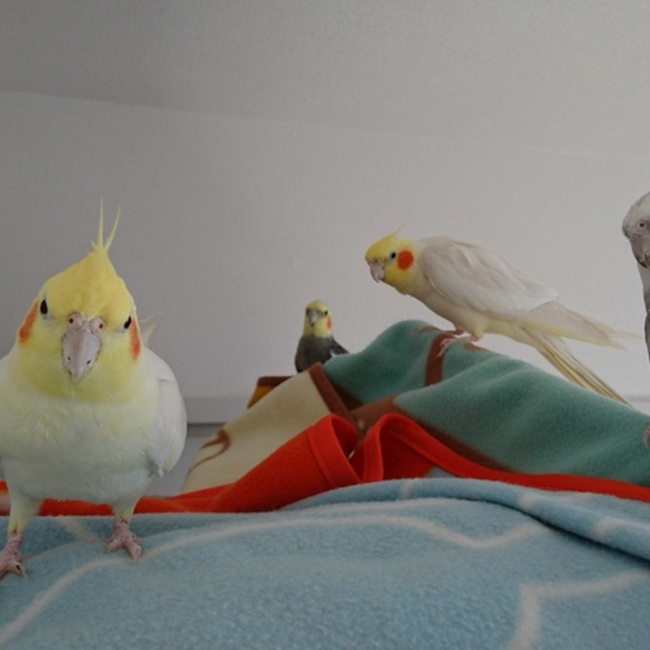 ＭＯＭＯＭＯのカバー写真