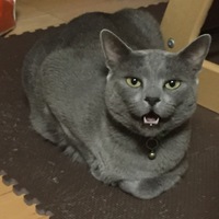 高橋グレぞう