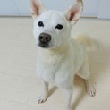 しつけ済み　GMaCドッグ『ジョイ』オス２歳