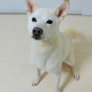 しつけ済み　GMaCドッグ『ジョイ』オス２歳