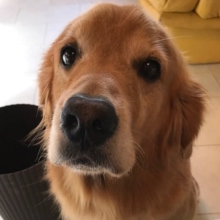 ゴールデンレトリバー(メス)里親募集です！