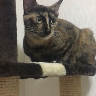 ちょっとシャイな　サビ猫きゃりーちゃんです