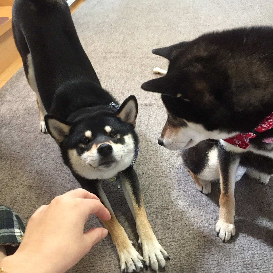 はなのカバー写真