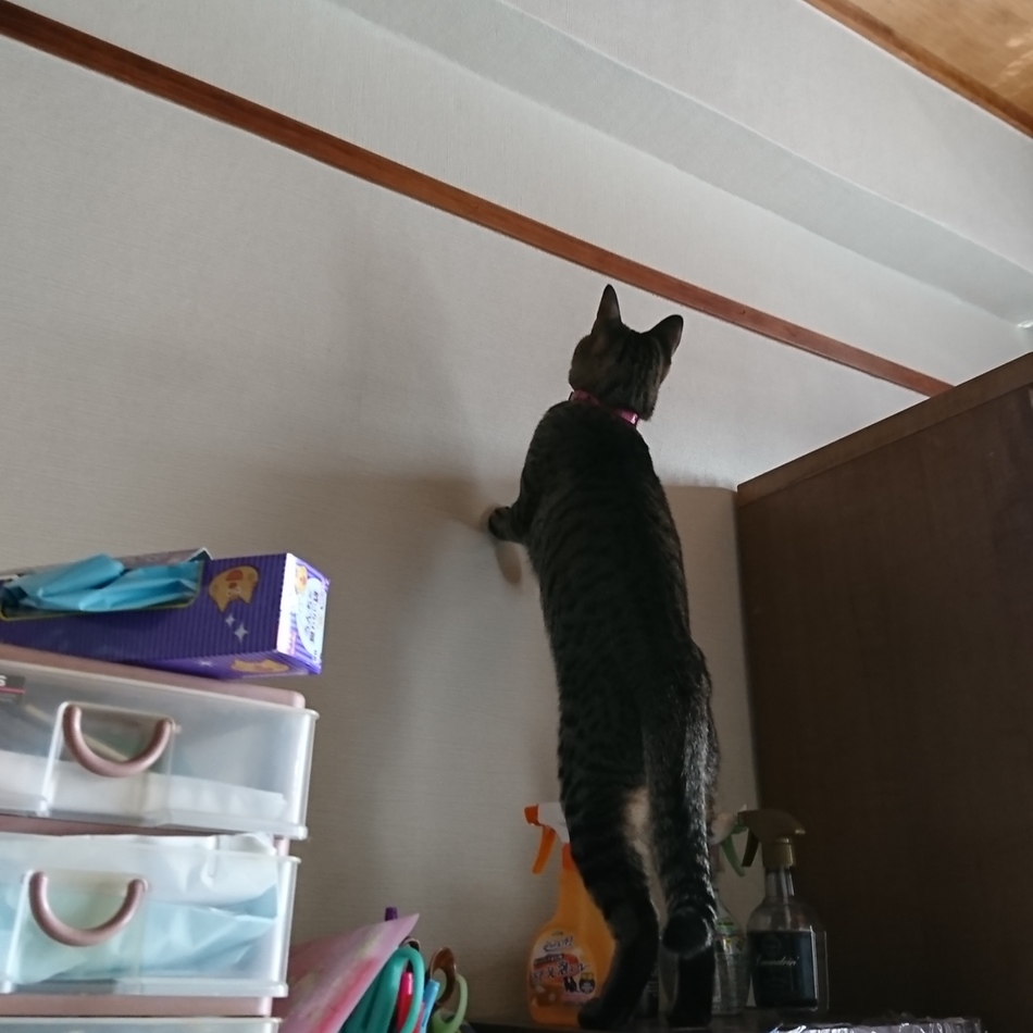 テトのカバー写真