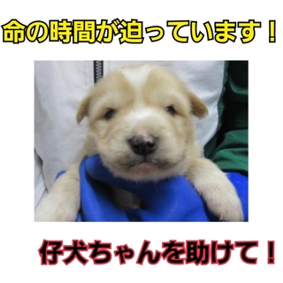 命の期限が迫っています!仔犬ちゃんを助けて!!