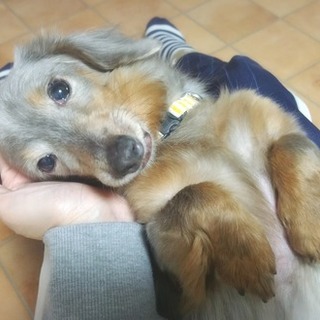 小さなブルータンのダックス、えりちゃん♪