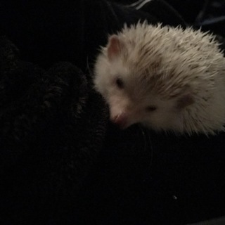 [一時預かってくれる方]ハリネズミ オス シナモン