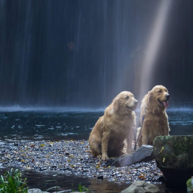 KOYAHARUのカバー写真