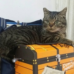 　2/12（日）悪猫に会いにくる？　イン大府市～ サムネイル3