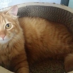 　2/12（日）悪猫に会いにくる？　イン大府市～ サムネイル2