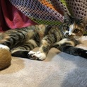 急募！甘えん坊な女の子☆キジトラ混ざりの三毛猫