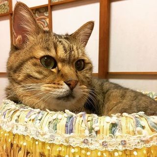 澄んだ緑の瞳のシニア猫 預かり・里親募集中