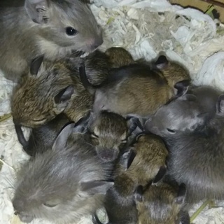 ご応募ありがとうございました