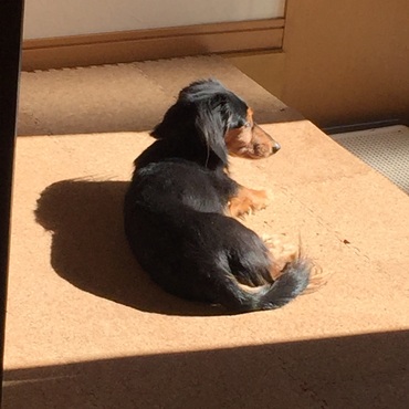 日向ぼっこ大好き♡(*ó▿ò*)♡