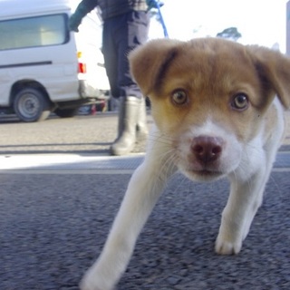 生後2〜3ヶ月！とっても可愛い子犬A♬